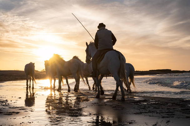 Konie w Camargue - Zdjęcie, obraz