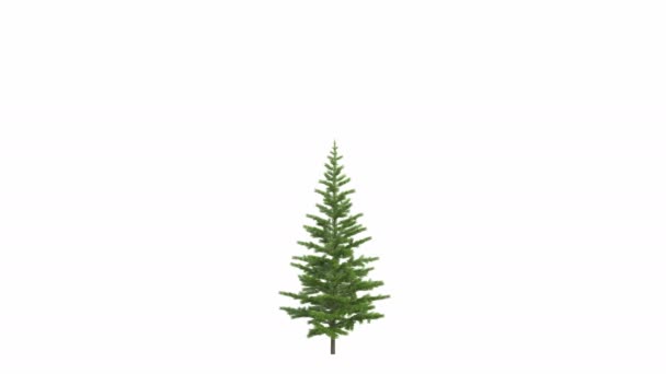 Árbol de Navidad, pino, abeto, crece. En Ultra HD 4k 8k. Excelente aislado sobre fondo blanco y negro y máscara
 - Imágenes, Vídeo