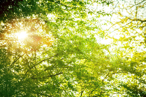 Widok natury zielonych liści w słoneczny dzień w parku miejskim - Zdjęcie, obraz
