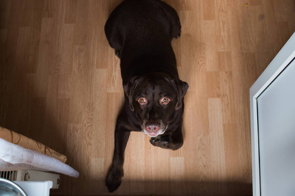 Portrait of chocoalte labrador lying in a room - Photo, Image