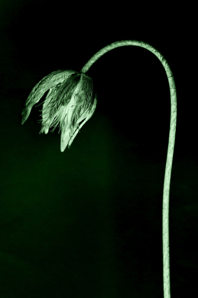 Fleur flétrie
 - Photo, image