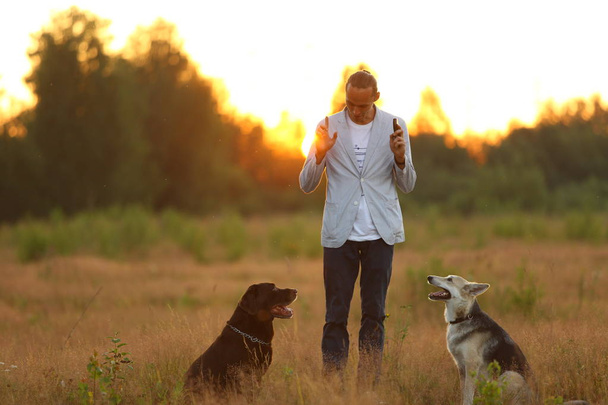 A man with two dogs walking on a sunny meadow - Φωτογραφία, εικόνα