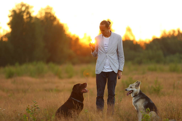 A man with two dogs walking on a sunny meadow - Zdjęcie, obraz