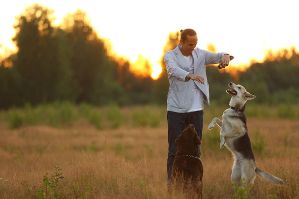 A man with two dogs walking on a sunny meadow - Photo, Image