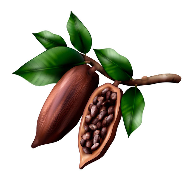 Realistic Cocoa Tree Composition - Vector, Image