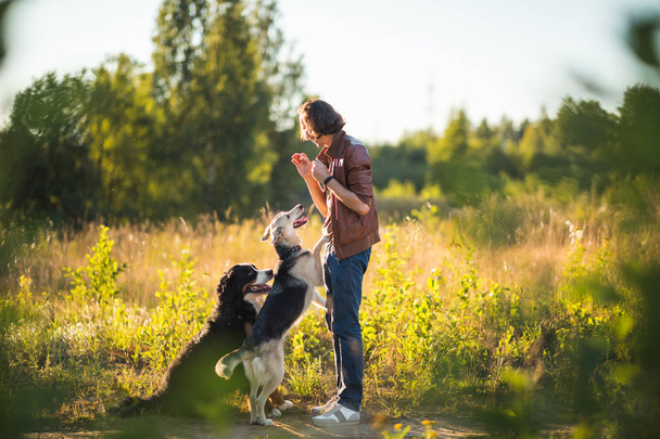 Portrait of a young man walking with two dogs Bernese Mountain Dog and shepherd on the summer field - Photo, Image