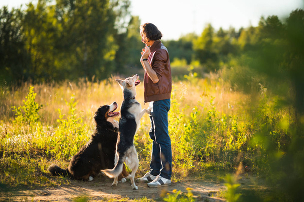 Portrait of a young man walking with two dogs Bernese Mountain Dog and shepherd on the summer field - Fotografie, Obrázek