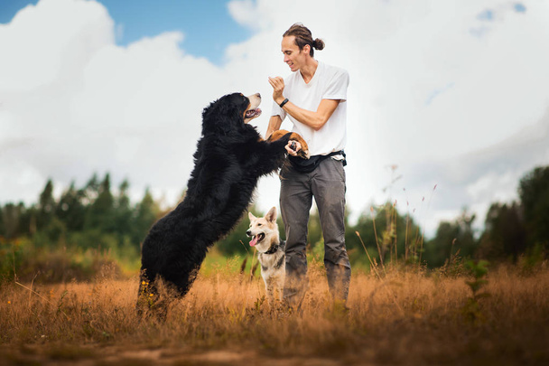 young man walking with Bernese Mountain Dog on the summer field - Fotoğraf, Görsel
