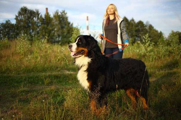 Young woman walking with Bernese Mountain Dog on the summer field - Photo, Image