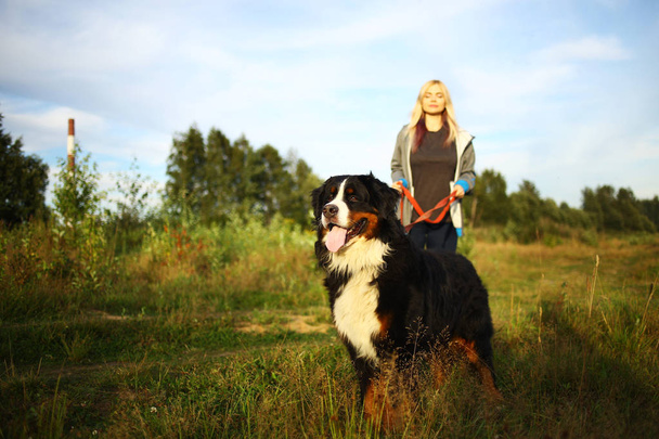 Young woman walking with Bernese Mountain Dog on the summer field - 写真・画像