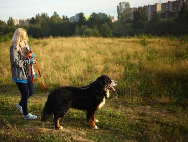 Young woman walking with Bernese Mountain Dog on the summer field - Foto, afbeelding