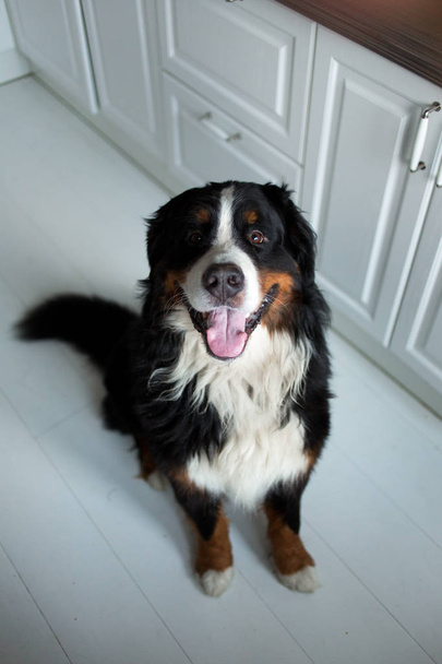 Portrait of Bernese Mountain Dog in interior - Photo, Image