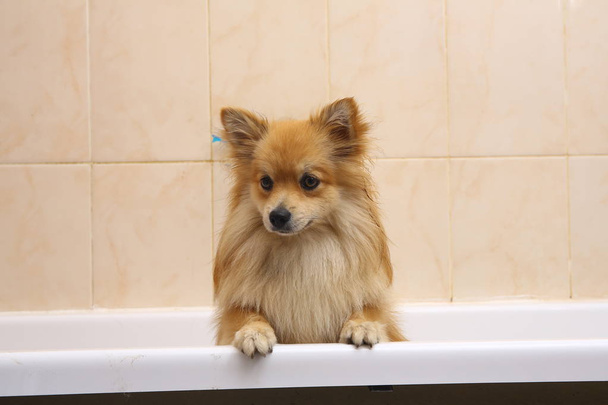 Dry Pomeranian dog in the bathroom. Spitz dog waiting to be washed. - Fotografie, Obrázek