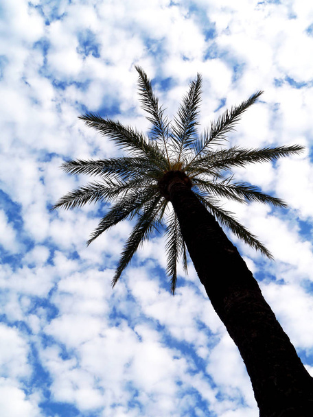 Palm trees and clouds with blue sky in the bay of the capital of Cadiz, Andalusia. Spain. Europe - Photo, Image