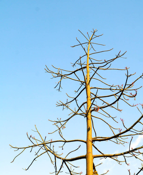 Gałęzie drzewa bez liści jesienią w ogrodzie park - Zdjęcie, obraz