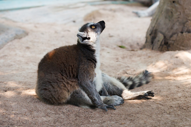 Brown lemur on ground - Foto, Imagen