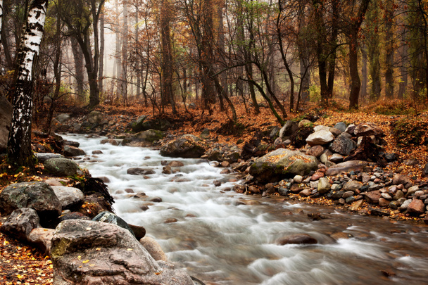 Bach im Herbstwald - Foto, Bild