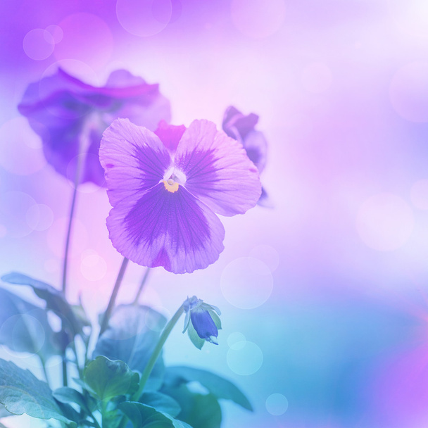 Purple pansies flowers - Photo, Image
