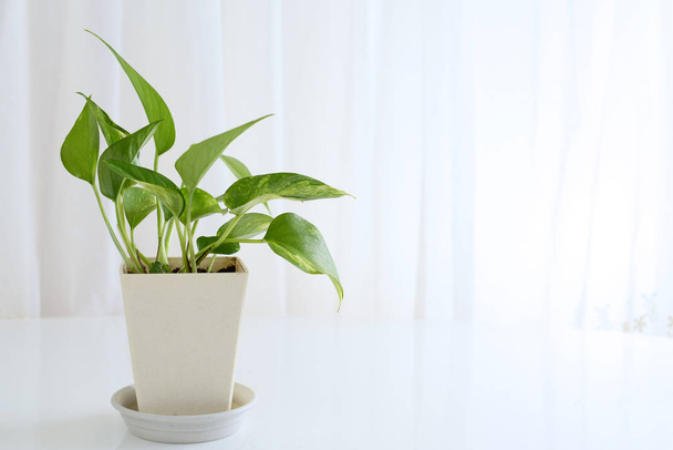 House plant in the room - Photo, Image