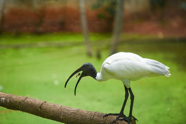 Czarny na czele ibis/australijski biały ibis ptak jedzenia ryb - Zdjęcie, obraz