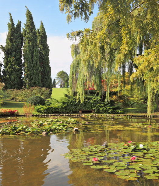 The pond surrounded by trees - Zdjęcie, obraz