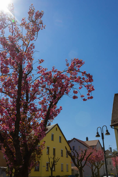 Mandelblütenbaum mit Sonnenstrahlen im April im Frühling in Süddeutschland - Foto, Bild