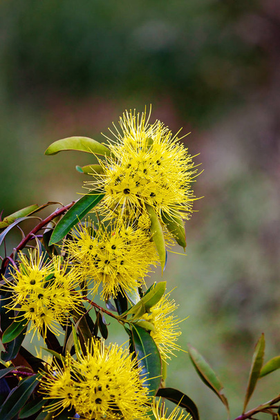 Цвітіння Австралійська дерево Ваттл - Фото, зображення