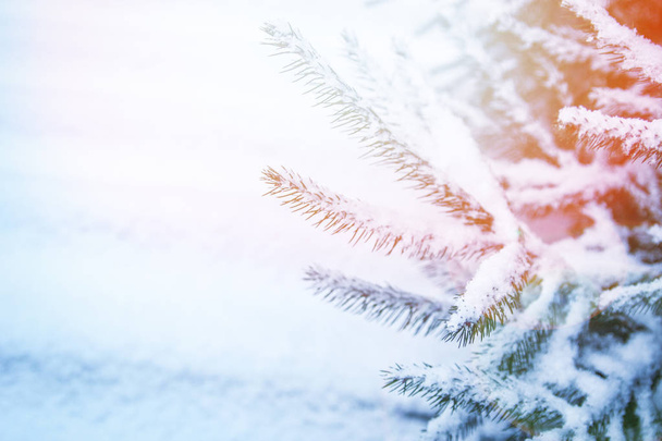winter tree in park background - Valokuva, kuva
