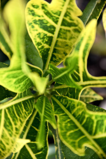 Close-up tropical green plants in the Philippines - Φωτογραφία, εικόνα
