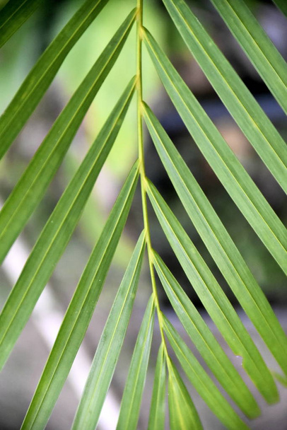 Close-up tropische groene planten in de Filipijnen - Foto, afbeelding