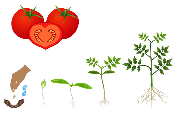 Sequence of a tomato plant growing isolated on white. - Vector, Image