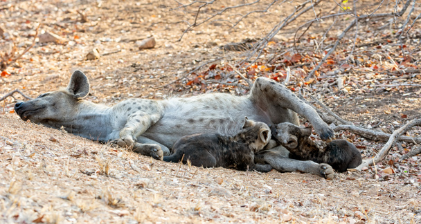 Hyena pennut imee
 - Valokuva, kuva