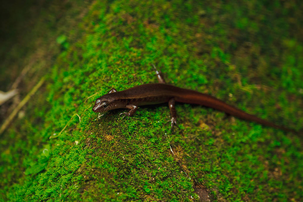 skink on a rock with moss - Photo, Image