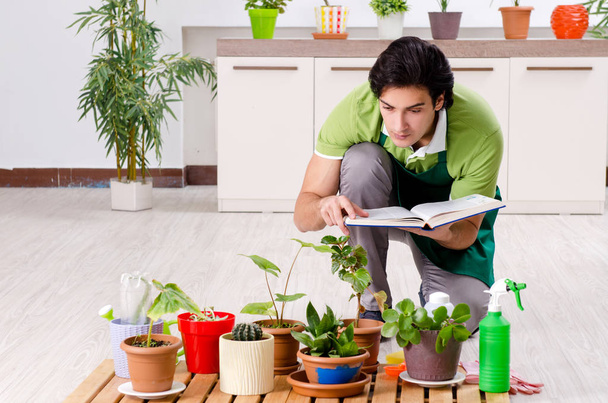 Young male gardener with plants indoors  - Фото, зображення