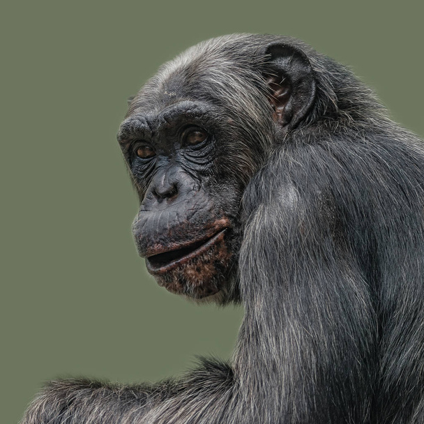Portrait of curious Chimpanzee like asking a question, at smooth - Photo, Image