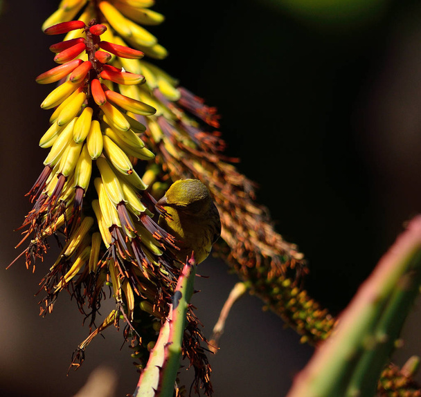 Colorful aloe flowers and small wild bird eating between the stamens, Serinus Canaria - Photo, Image
