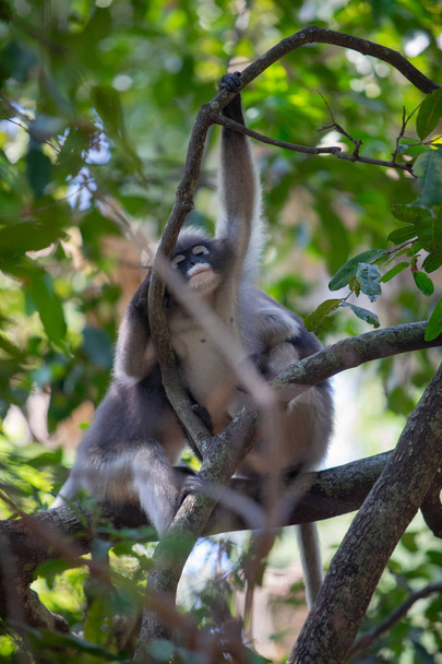 Сутінки Langur мавпи сидять на гілці дерева в лісі. - Фото, зображення