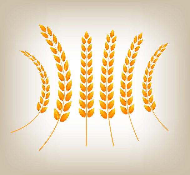 Vector golden wheat heads - Вектор,изображение