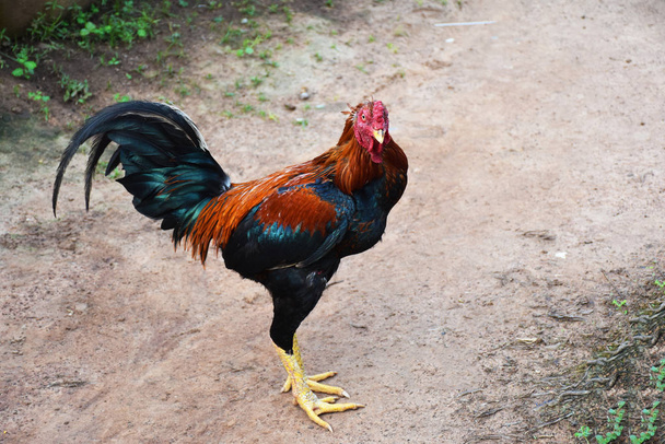 fighting cock from Thailand - Photo, Image