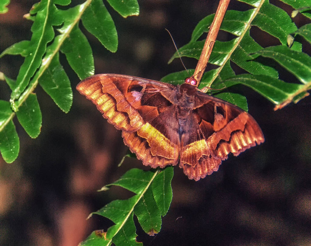 Detail makra motýl  - Fotografie, Obrázek
