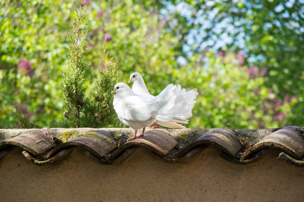 Bahçede beyaz güvercinler - Fotoğraf, Görsel