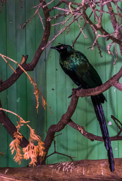 dlouhozrnné lesklé škroby, které sedí na větvi větve, tropický pták z Afriky, barevný pták s lesklým peřím - Fotografie, Obrázek