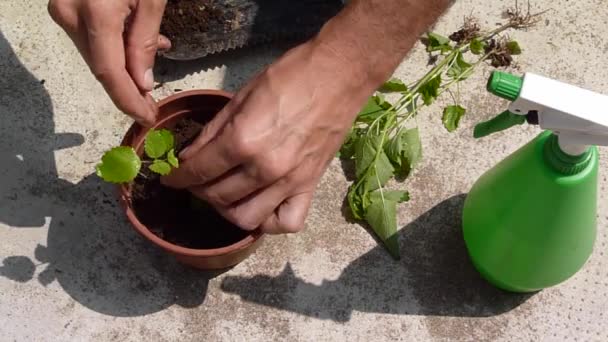 Man gardening - Video, Çekim