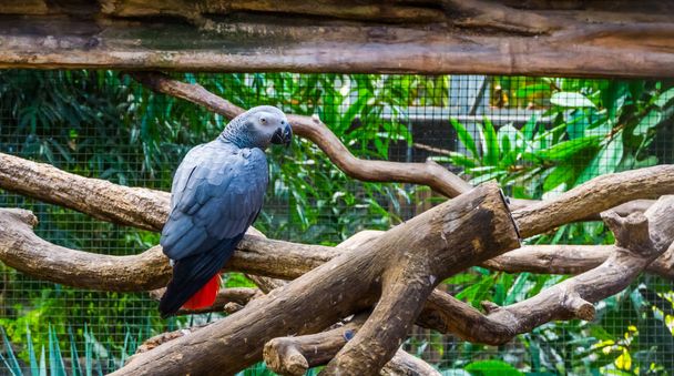 african grey parrot sitting on a branch, popular pet that can mimic human voice, tropical and endangered bird from Africa - Photo, Image