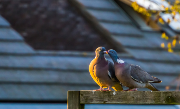 couple of common wood doves being intimate together, common pigeons of europe - Photo, Image