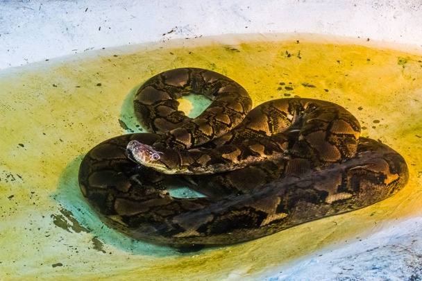 Reticulated python leggen in het water, portret van een grote slang, reptiel uit Azië - Foto, afbeelding