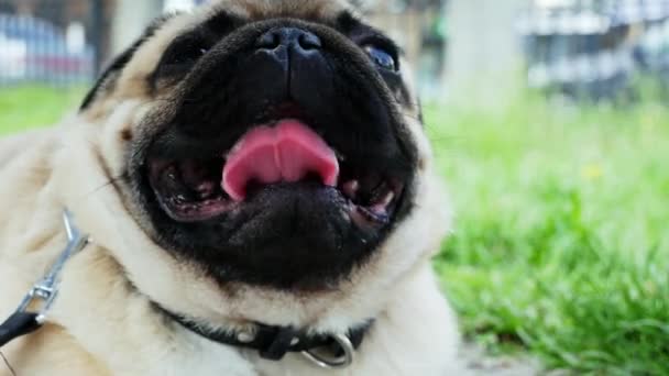 Portrait of a pug dog lying on the street breathing heavily - Footage, Video