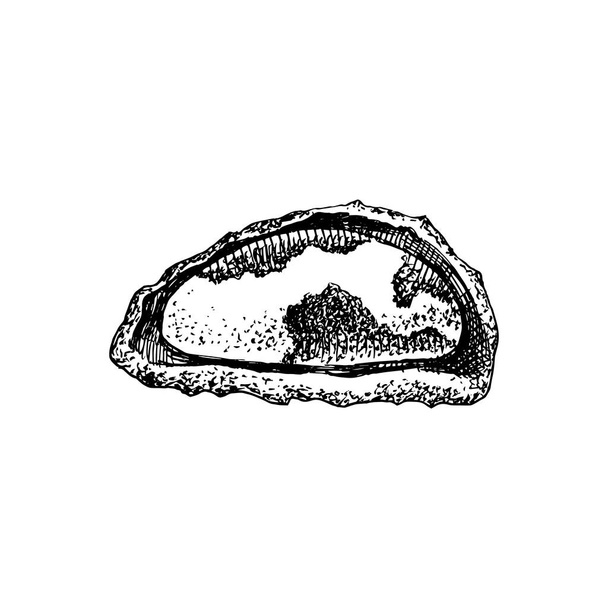 Hand drawn brazil nut in broken shell - Вектор,изображение