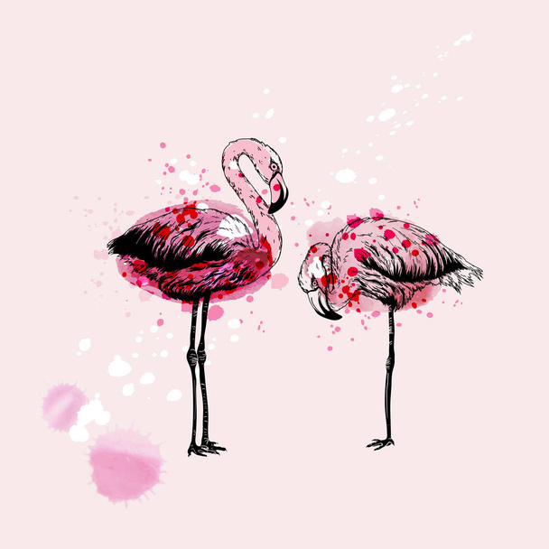 Käsi piirustus Flamingo linnut
 - Vektori, kuva
