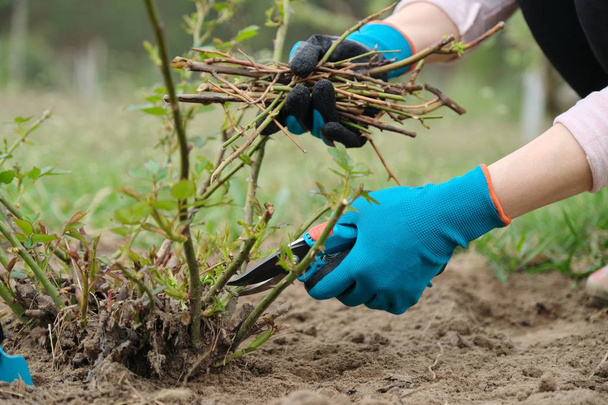 Closeup of gardeners hand in protective gloves with garden pruner making spring pruning of rose bush. - Photo, image
